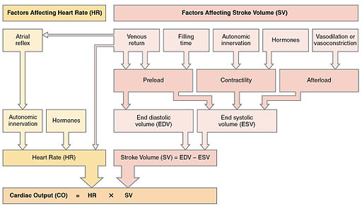 2036 Summary of Factors in Cardiac Output