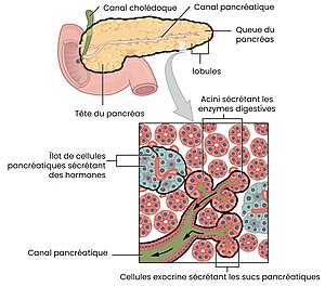 Pancréas: Historique, Embryologie, Anatomie