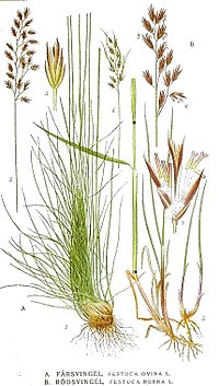 A. Typart Festuca ovina, fårsvingel B. Festuca rubra, rödsvingel