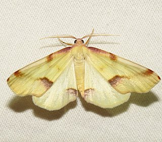 <i>Plagodis serinaria</i> Species of moth