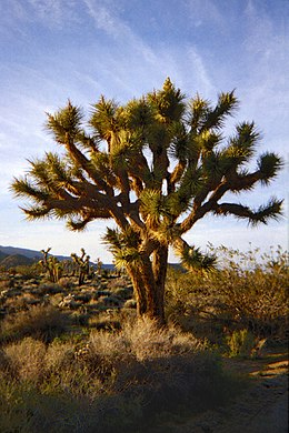 A Joshua tree (Yucca brevifolia)