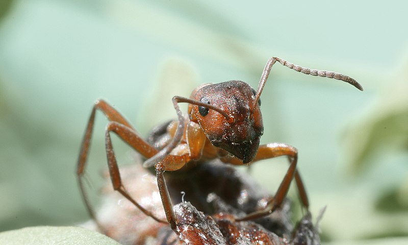 File:A Formica rufa front.jpg