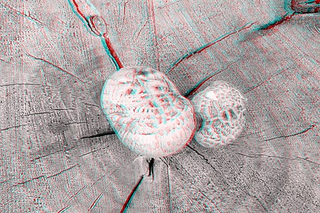 A Mushroom on Stump 3D.JPG