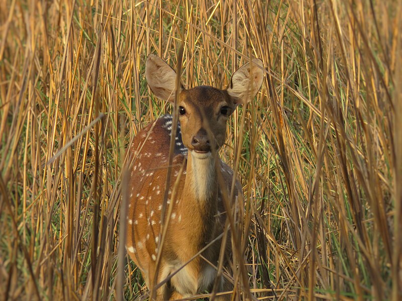 File:A Staring Deer.jpg