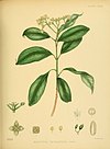 A hand-book to the flora of Ceylon (Plate XLVII) (6430648379).jpg