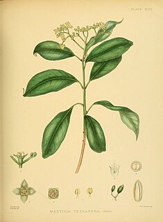 <i>Mastixia tetrandra</i> Species of flowering plant