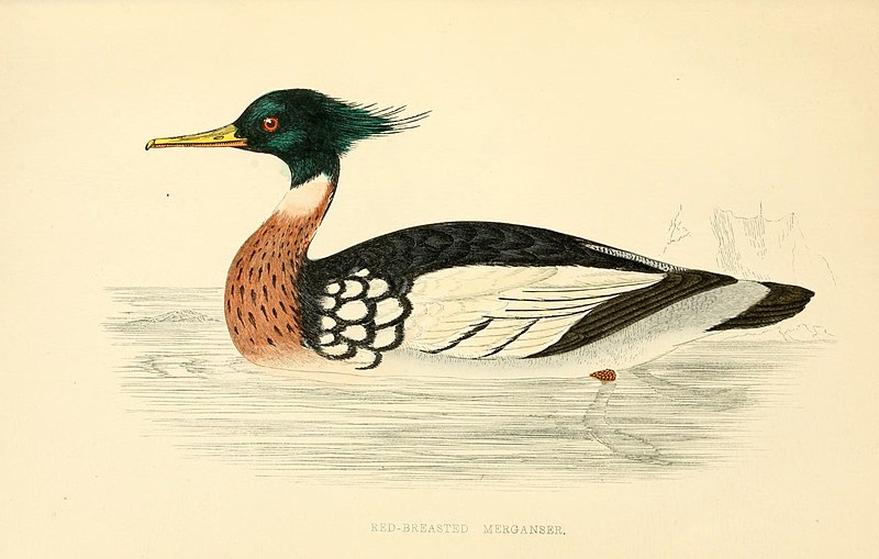 File:A history of British birds (10422069856).jpg