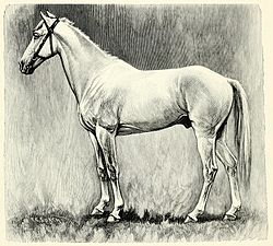 Illustration from CGWrangel, The Breeds of the Horse