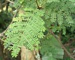 Acacia xanthophloea smileave. 
 JPG