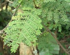 Acacia xanthophloea leaves.JPG