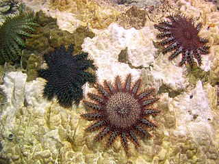 <i>Acanthaster</i> Genus of starfishes