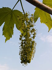 Sektion Acer: Blütenstand des Berg-Ahorn (Acer pseudoplatanus)