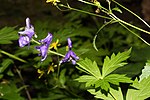 Miniatura para Aconitum columbianum