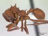 مشخصات Acromyrmex rugosus casent0173802 1.jpg