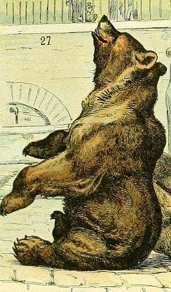 File:Adolphe Millot mammiferes A (27-Brown bear).jpg