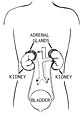 Adrenal gland (PSF).jpg