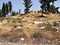 פרטי אורן שצמחו בר באזור תל עדולם בשפלת יהודה