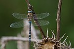 Thumbnail for Migrant hawker