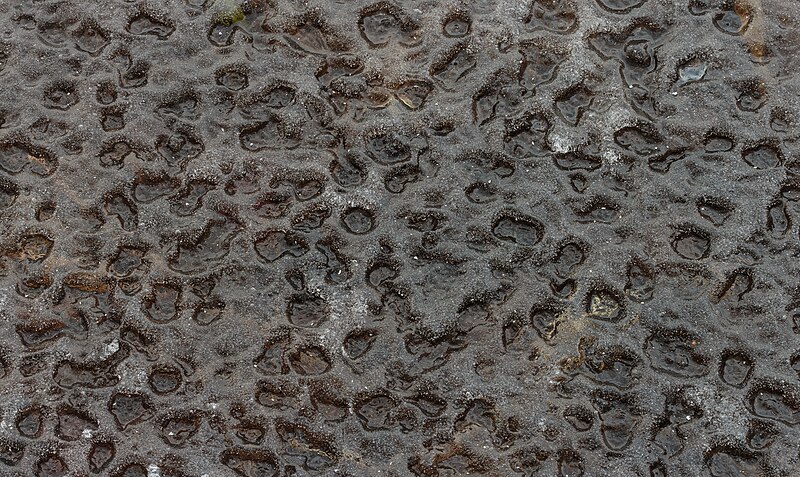 File:Afdrukken van waterdruppels in ijslaag op Jonkersloot. Locatie, Natuurterrein De Famberhorst 02.jpg