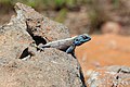 Lézard au Blyde River Canyon