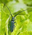 Agapanthia intermedia