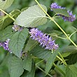 Agastache foeniculum 11478.jpg