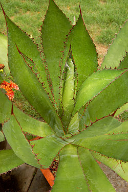 Agave bovicornuta Top View 2000px.jpg