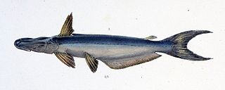 <i>Ageneiosus ucayalensis</i> Species of fish