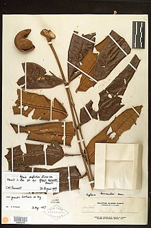 Herbarium-Exemplar von 