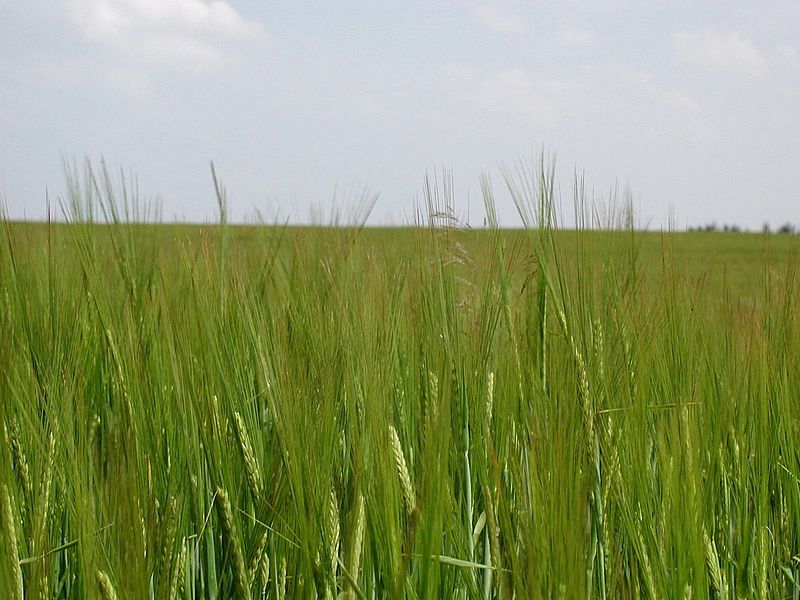 File:Agricultural land.jpg