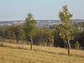 Vignette pour Agroforesterie