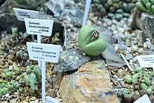 Aizoaceae Conophytum (әр түрлі сорттар) .JPG