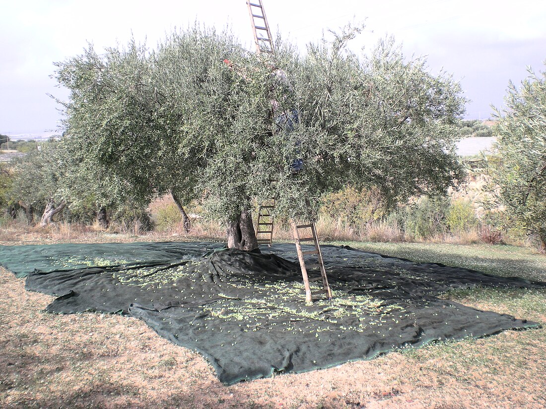 Piano dell'Acqua