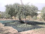 La raccolta delle olive nelle campagne di Chiaramonte Gulfi.