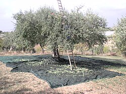 Piano dell'Acqua'daki zeytin ağacı