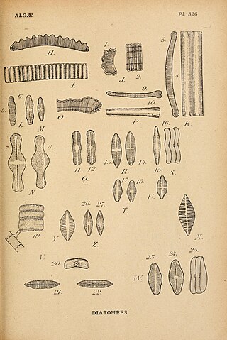 <i>Achnanthes</i> Genus of diatoms