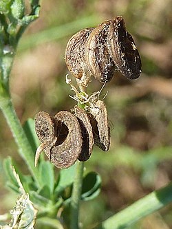 M. sativa sativa: fruit en hélice senestre