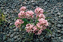 Allium macrum 1206085.jpg