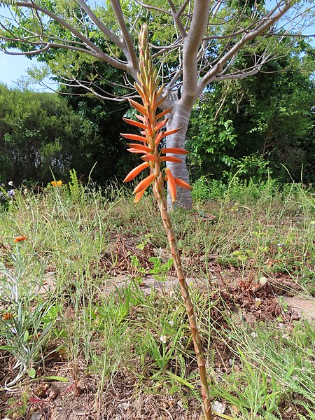 File:Aloe brevifolia indeterminate raceme IMG 9016.jpg