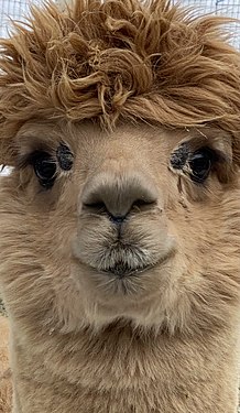 Alpaca eyes gazing