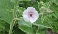 Althaea_officinalis Heemst