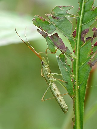 <i>Leptocorisa oratoria</i> Species of true bug