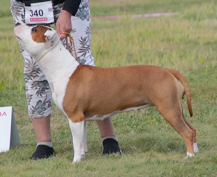 File:AmStaff-redwhite.jpg