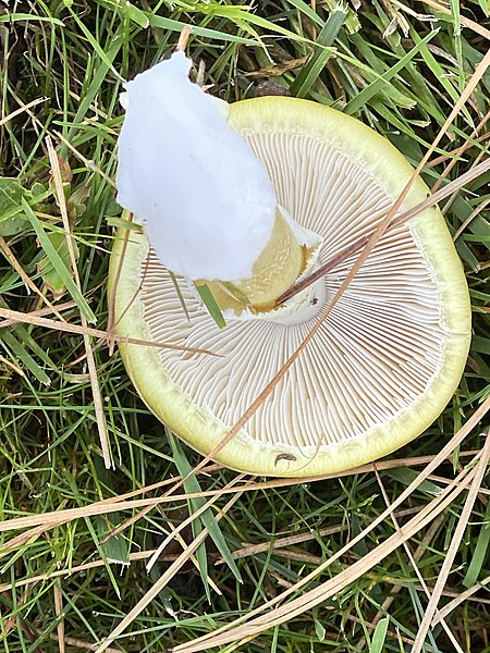 File:Amanita phalloides 89452907.jpg