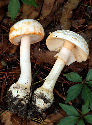 <i>Amanita roseotincta</i> Species of fungus