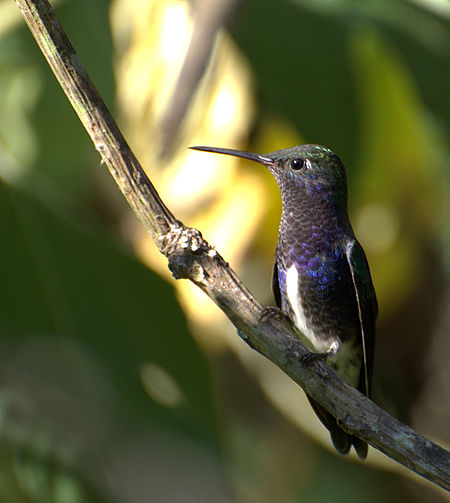 Chionomesa lactea