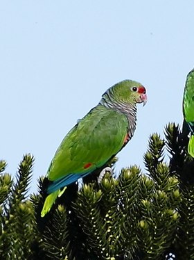 Exemplar de papagaio-de-peito-roxo em Urupema, Santa Catarina, Brasil.