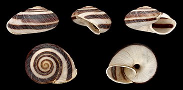 Ampelita duvalii, Shell