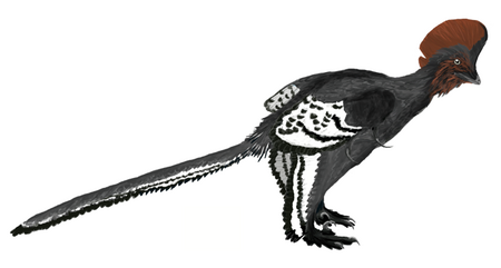 Anchiornis