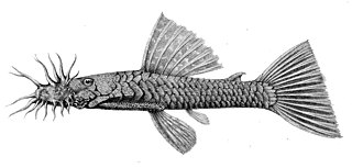 <i>Ancistrus occidentalis</i> Species of catfish